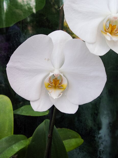 Atlanta Botanical Garden, 2002