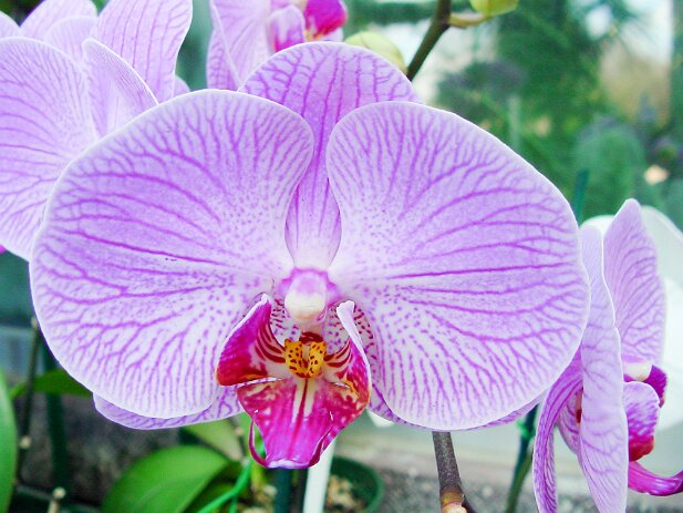 Atlanta Botanical Garden, 2002