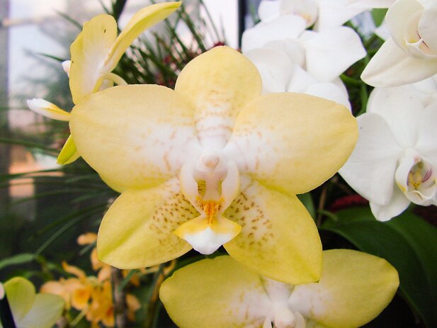 Atlanta Botanical Garden, 2002