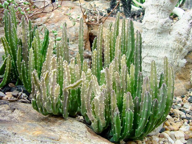 Atlanta Botanical Garden, 2002