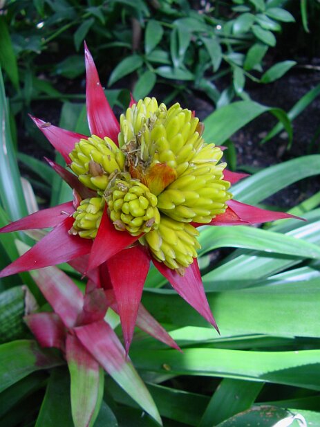 Atlanta Botanical Garden, 2002