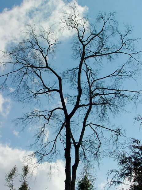 Atlanta Botanical Garden, 2002