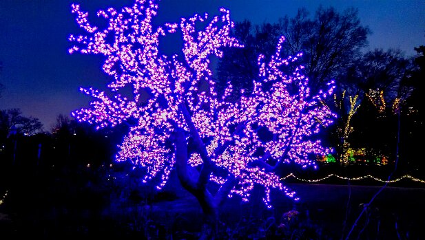 ABG 2015-12 Garden Lights