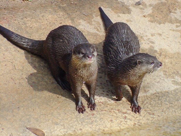 Zoo Atlanta, 2002