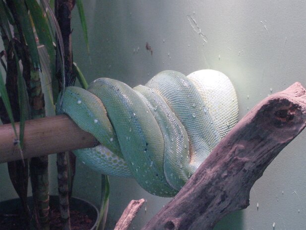 Zoo Atlanta, 2002