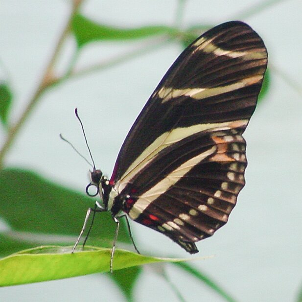 Zoo Atlanta, 2002