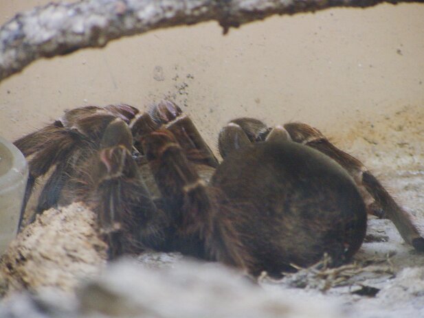 Zoo Atlanta, 2002