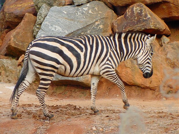 Zoo Atlanta, 2002