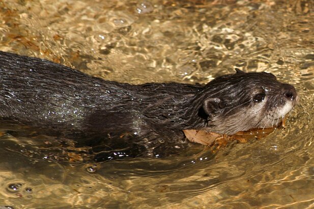 Zoo Atlanta 2004-03