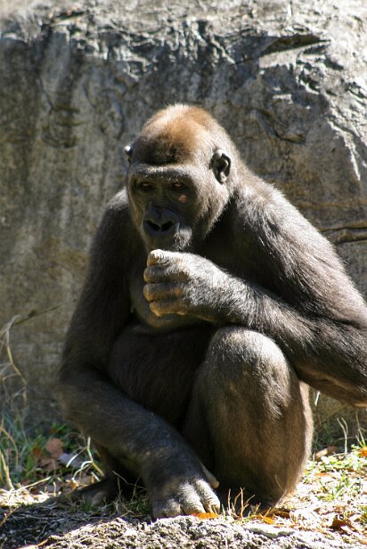 Zoo Atlanta 2004-03
