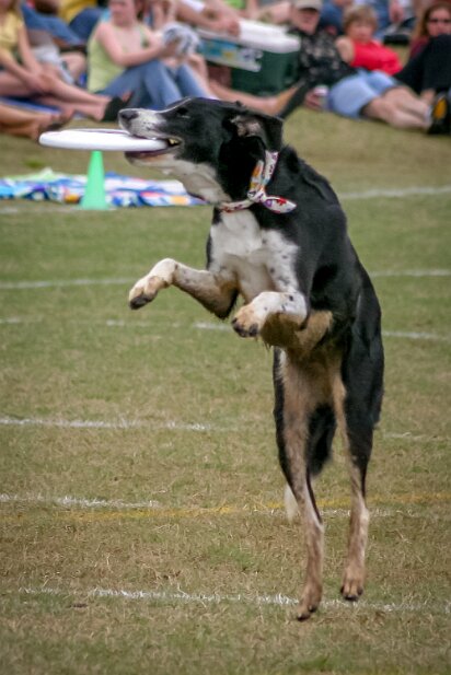 Dog Frisbee 2005-04