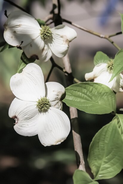 Dogwood Festival 2013-04