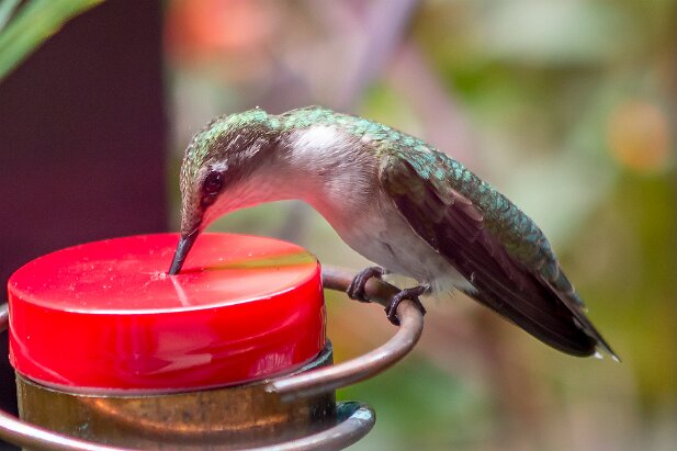 Hummingbirds 2015-05