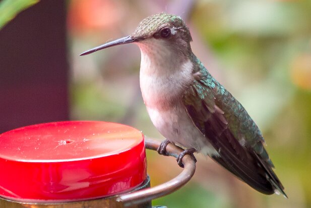 Hummingbirds 2015-05