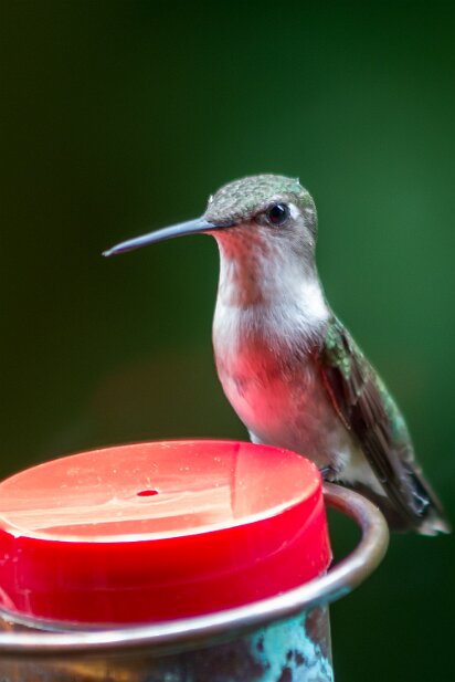 Hummingbirds 2015-05