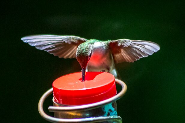 Hummingbirds 2015-05