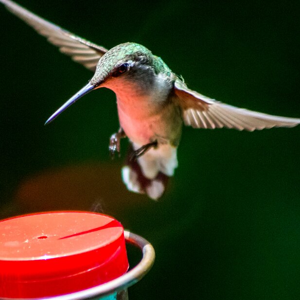 Hummingbirds 2015-05