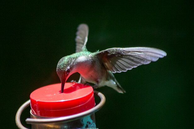 Hummingbirds 2015-05