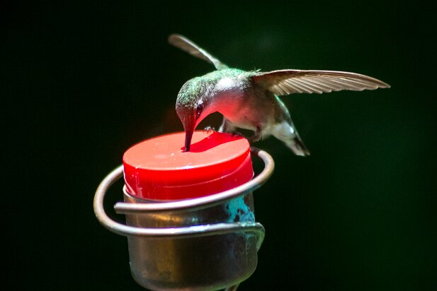 Hummingbirds 2015-05