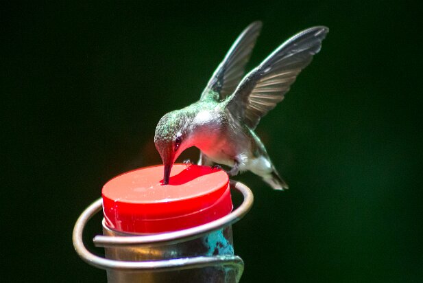 Hummingbirds 2015-05