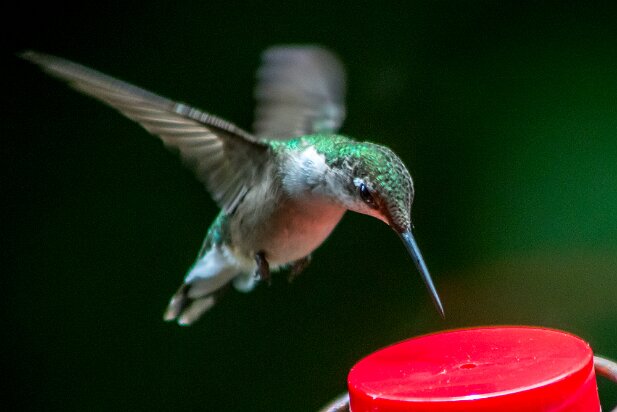 Hummingbirds 2015-05
