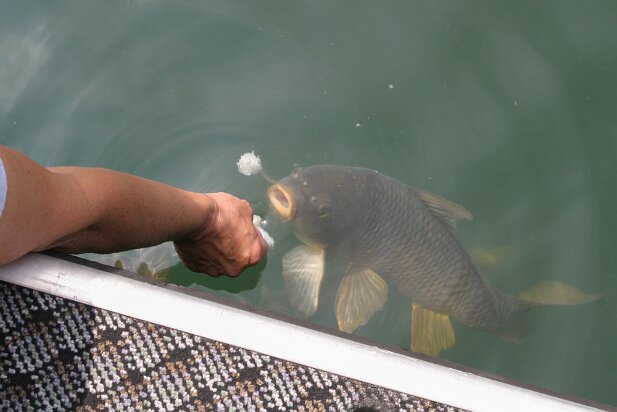 Lake Lanier 2004-06 Fish feeding