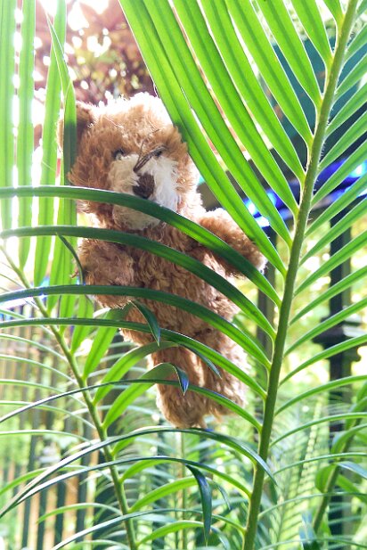 Truffles Bear Adventures Truffles Bear climbs