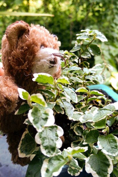 Truffles Bear Adventures Truffles Bear sniffs plants