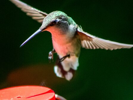 Hummingbirds 2015-05