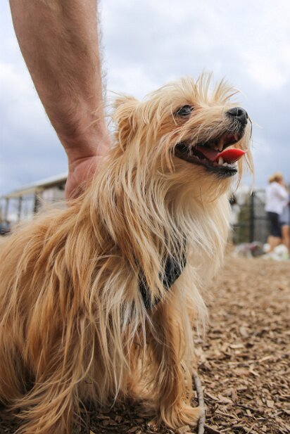 At the dog park