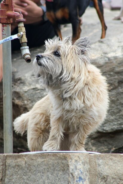 At the dog park