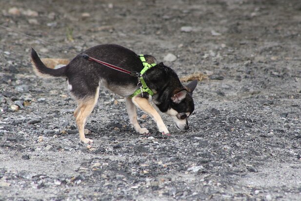 At the dog park