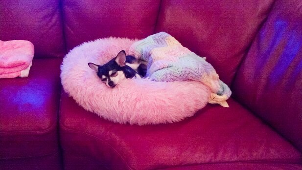 Pets 2013
