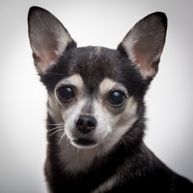 20150329-truffles-005