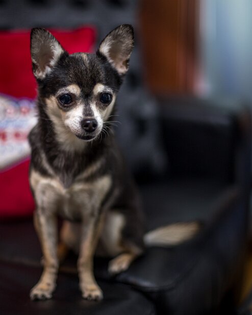 20150627-truffles-001