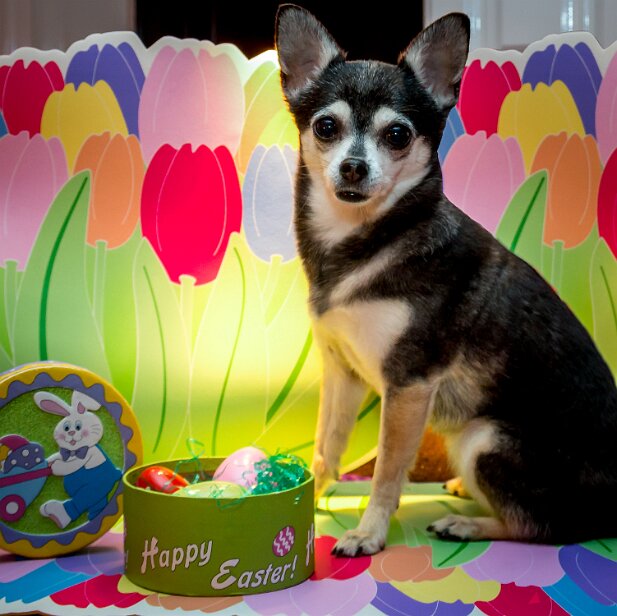 Pets 2016 Happy Easter!