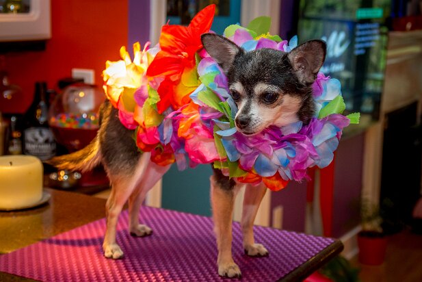 Pets 2016