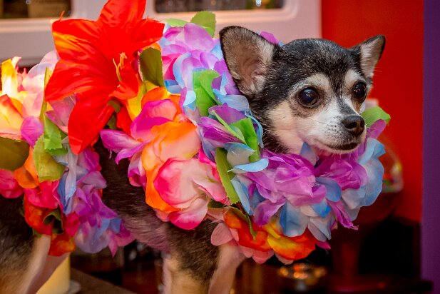 Pets 2016