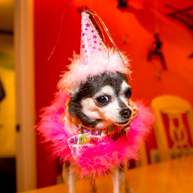 Pets 2016 Truffles at 8 years old, can still wear what she wore at 2 years old