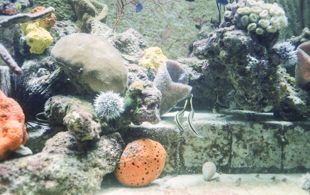 Cruise, Fantasy, February 2001