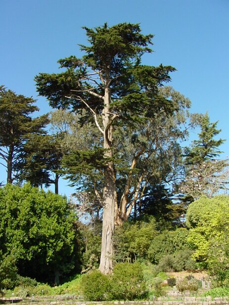 San Francisco, 2002 San Francisco Botanical Garden