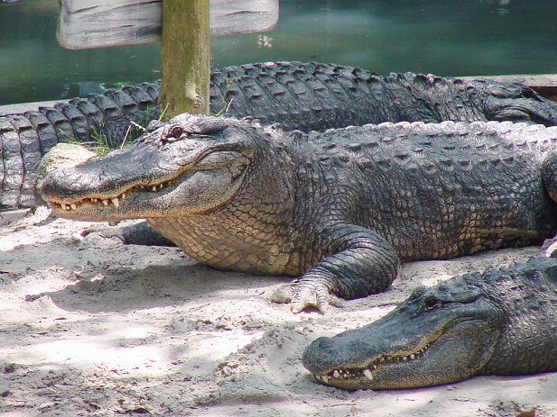 St. Augustine 2003-05 Alligator Farm